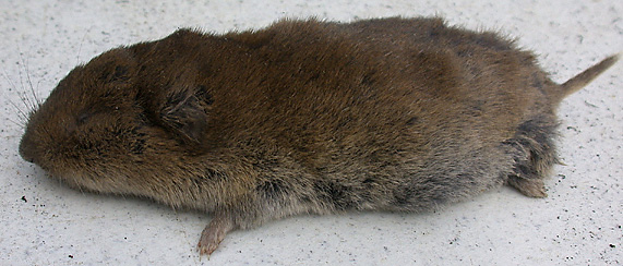 image of pine vole