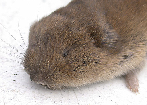 difference between shrew and vole