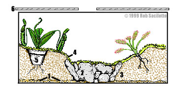 carnivorous plants terrarium