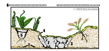 Terrarium construction and care, for carnivorous plants