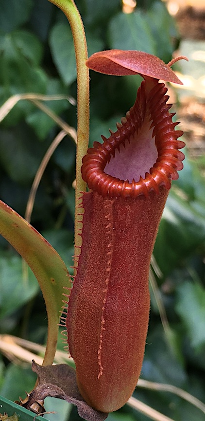 Nepenthes edwardsiana closeup.