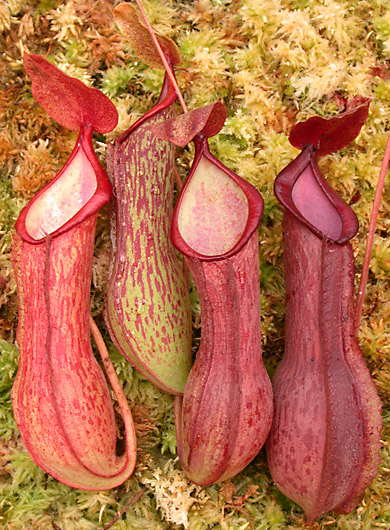 image of Nepenthes alata