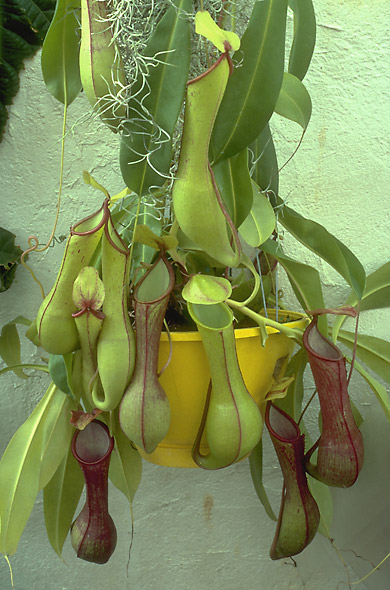 Image of Nepenthes alata