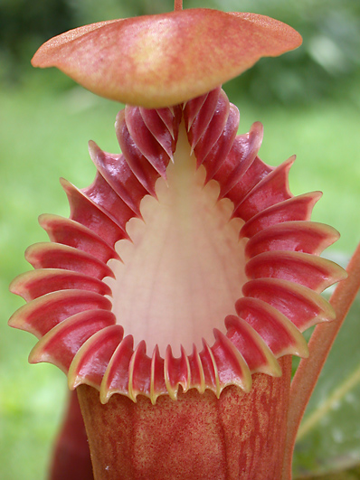 image of Nepenthes edwardsiana mouth