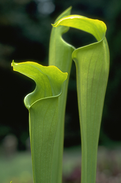 image of Sarracenia alata