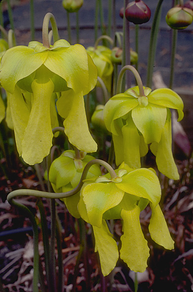 image of pitcher plant flower