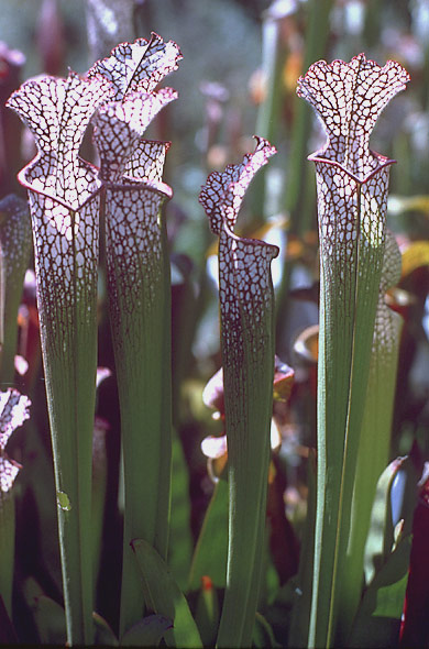 image of White Topped Pitcher Plant