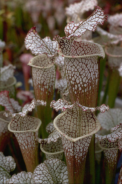 image of Sarracenia leucophylla Titan.
