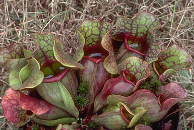 image of purple pitcher