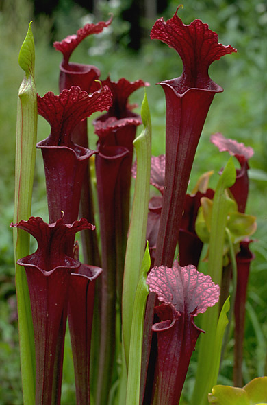 Image of Sarracenia Red Sumatra