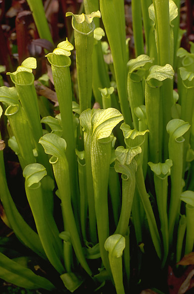 Image of Sarracenia rubra ssp. gulfensis, all green form.
