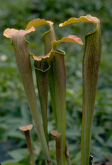 image of Sarracenia rubra subspecies wherryi